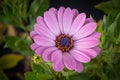macro of a single isolated wide open blooming pink african / cape daisy / marguerite Royalty Free Stock Photo