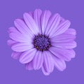 Macro of a single isolated wide open blooming violet african cape daisy marguerite blossom