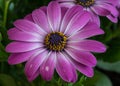 Fine art still life color flower macro of a single isolated wide open blooming intense violet pink african / cape daisy Royalty Free Stock Photo