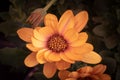 Fine art still life color flower macro of a wide open blooming pink orange cape daisy / marguerite blossom,green leaves,buds, Royalty Free Stock Photo