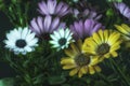 Macro of wide open blooming white violet yellow cape daisy / marguerite blossoms Royalty Free Stock Photo