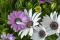 Macro of wide open white and pink  african / cape daisy / marguerite blossoms Royalty Free Stock Photo