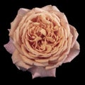 Portrait of an isolated orange pink rose blossom with detailed texture on black Royalty Free Stock Photo