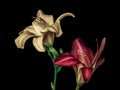 Fine art still life  of a pair of wide open purple and beige day-lily blossoms,black background,detailed Royalty Free Stock Photo