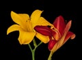 Fine art still life color macro of a pair of isolated wide open red and yellow day-lily blossoms on black Royalty Free Stock Photo