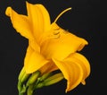 Color macro of a single isolated wide open orange yellow day-lily blossom with stem and buds on black Royalty Free Stock Photo