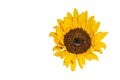 Single isolated sunflower blossom in bright sunshine Royalty Free Stock Photo