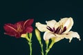 Fine art still life color macro of a pair of isolated purple and beige daylily blossoms with buds, petrol background Royalty Free Stock Photo