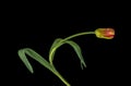 Still life color macro of a single isolated green red pink parrot tulip about to open with bent stem Royalty Free Stock Photo