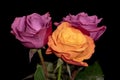 Macro of three red  and yellow orange rose blossoms on black background Royalty Free Stock Photo