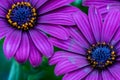 Fine art still life color macro of a wide open violet blue cape daisy marguerite blossom pair Royalty Free Stock Photo