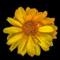 Macro of a single yellow false / heliopsis sunflower blossom Royalty Free Stock Photo