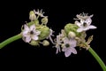 Macro of a pair of white circle of Star-of-Bethlehem flowers