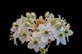 Macro of a white circle of Star-of-Bethlehem ornithogalum blossoms
