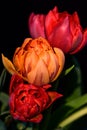 Fine art still life colorful flower macro of a bouquet of three red and orange tulip blossoms on black background