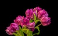 Macro of a bunch / bouquet of red parrot tulip blossoms with green leaves  on black background Royalty Free Stock Photo