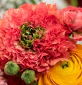 Colorful macro of a red green buttercup blossom and buds in a colorful bouquet Royalty Free Stock Photo