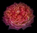 Dark colorful macro of an isolated orange red pink rose blossom with detailed texture in Royalty Free Stock Photo