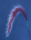 Macro of an isolated chinese pennisetum / chinese fountain / dwarf fountain / foxtail fountain grass