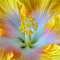 Macro flower image of the pistil of a single isolated blooming open yellow hibiscus blossom with Royalty Free Stock Photo