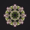 Fine art still life floral decorative geometrical symmetrical pastel color ornament of macros of astrantias Royalty Free Stock Photo