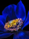 Macro of the inner of a single isolated wide open dark blue anemone blossom