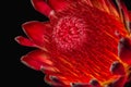 Macro of a the inner of a single isolated yellow red glowing protea blossom on black background