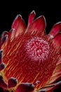 Macro of a the inner of a single isolated yellow red glowing protea blossom