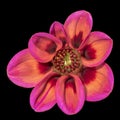 Fine art still life macro of a pink orange isolated single wide open blooming dahlia blossom on black background