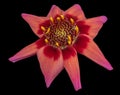 Macro of a red isolated single wide open dahlia blossom on black background, detailed texture