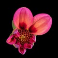 Macro of a red isolated single wide open dahlia blossom with green leaves on black background,