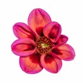 Macro of a red pink isolated single wide open dahlia blossom on white background