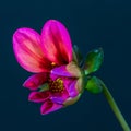 Red violet isolated single wide open dahlia blossom with green leaves on blue