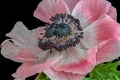 Single isolated wide open bright white pink blue anemone blossom