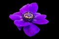 Macro of a wide open dark violet anemone blossom with detailed texture on black