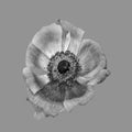 Still life floral monochrome macro of a single isolated wide open anemone blossom with detailed texture on gray