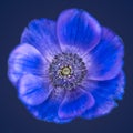 Fine art still life surrealistic macro of a single isolated wide open blue anemone blossom with detailed texture on black