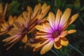 Color macro of a wide open golden purple african cape daisy blossom