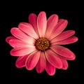 Fine art still life flower colorful macro of a wide open red african cape daisy marguerite blossom on black Royalty Free Stock Photo