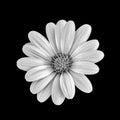 Fine art still life monochrome macro of a wide open african cape daisy / marguerite blossom on black