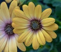 Fine art still life pastel color macro of a wide open yellow african cape daisy / marguerite blossom on