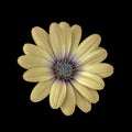 Fine art still life pastel colored macro of a wide open blooming yellow african cape daisy / marguerite blossom