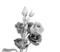 Fine art still life high key monochrome macro of a bunch of lisianthus / showy prairie gentian / texas bluebell blossoms on white