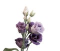 Fine art still life high key pastel color macro of a bunch of violet blue lisianthus / showy prairie gentian / texas bluebell