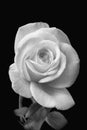 Fine art still life monochrome black and white flower front view macro photo of a wide open blooming rose blossom