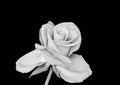 Monochrome bright white rose blossom macro, black background, vintage painting style