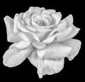 Fine art still life monochrome front view macro of a wide open white rose blossom