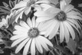 Monochrome macro of a bunch of wide open white cape daisy / marguerite blossom on natural blurred