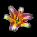 Fine art still life neon colored floral fantasy macro of a single isolated lily