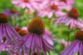Macro Of A Wide Open Pink Orange Coneflower Blossom On Natural Colorful Blurred Background